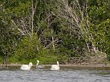 C Everglades 010 : Everglades
